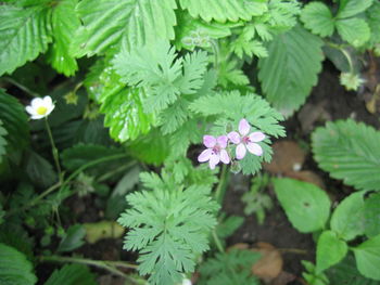 High angle view of flowering plant