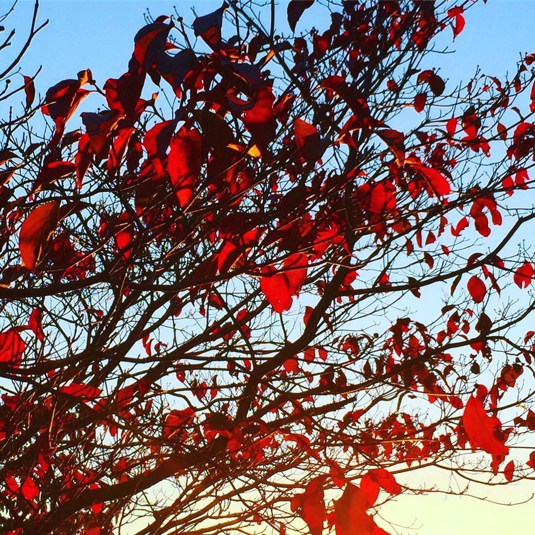 LOW ANGLE VIEW OF APPLE TREE AGAINST SKY