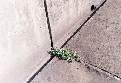 High angle view of plant growing on wall