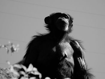 Low angle view of monkey standing against sky