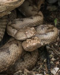 Nose horned vipers