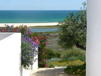 Close-up of plants by sea against clear sky