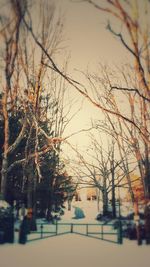 Bare trees against sky during winter