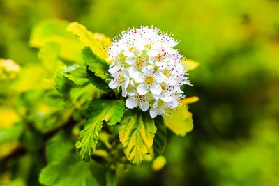 Close-up of white flowering plant