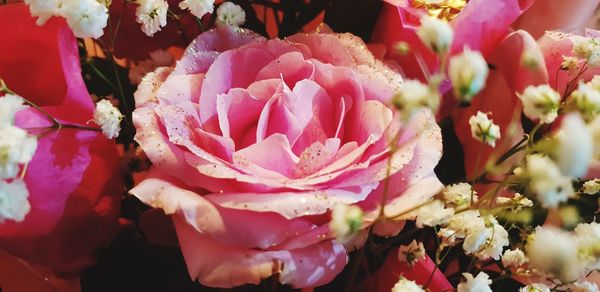 Close-up of pink roses