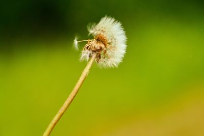 Close-up of dandelion flower