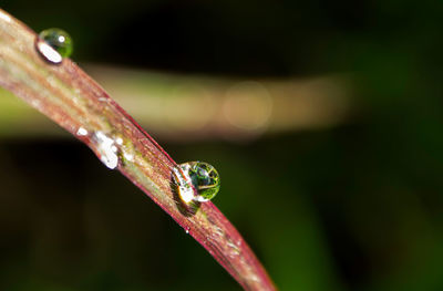 Close-up of raindrops on leaf