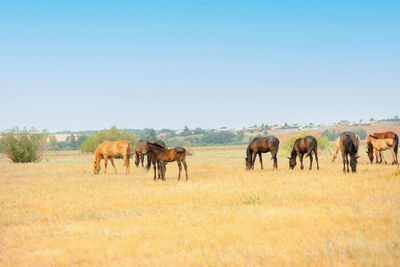 Herd of horses with foals graze in meadow. countryside landscape of horses eat grass in field 