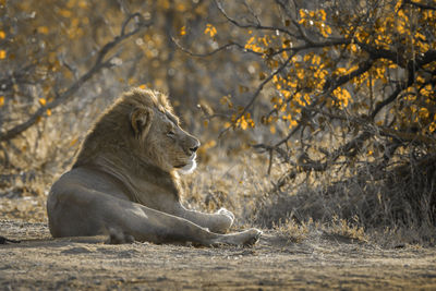Lion sitting on land in forest