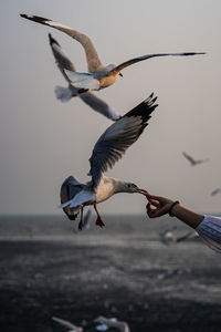 Birds flying over the water