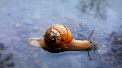 Close-up of snail