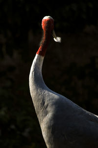 Close-up of a bird