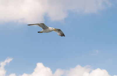 Low angle view of seagull flying