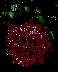 Close-up of wet red flowers