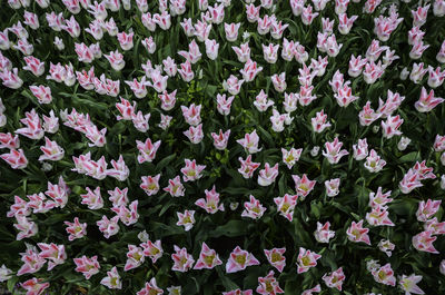 Full frame shot of flowers blooming outdoors