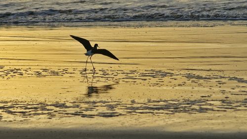 Waves splashing in sea