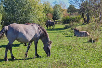 Horses grazing in a field