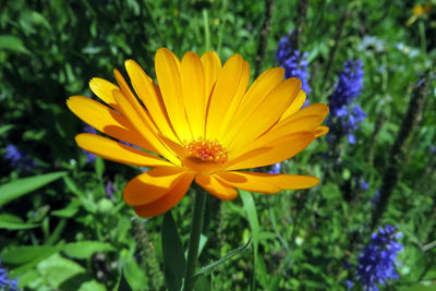 Close-up of yellow flower