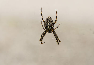 Close-up of insect