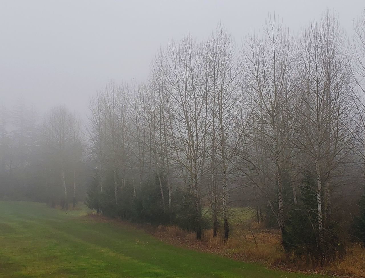 TREES ON FIELD AGAINST SKY