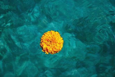 High angle view of yellow flower floating on water