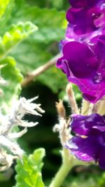 Close-up of purple flower blooming outdoors