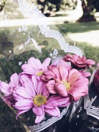Close-up of pink flowers