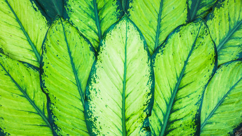 Full frame shot of green leaf