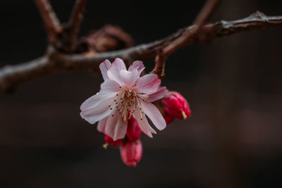 Close-up of pink cherry blossom