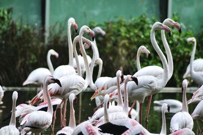 Side view of flamingoes