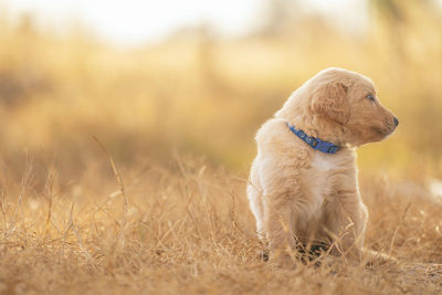 Cute purebred golden labrador retriever brown puppy dog stand in yellow grass. lovely adorable pet.
