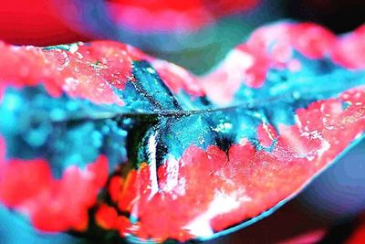 Close-up of red flower