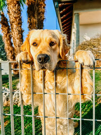 Close-up of dog