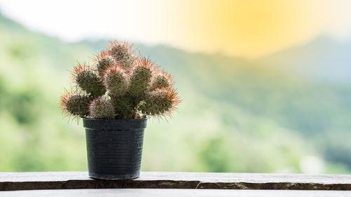 Close-up of potted plant against wall