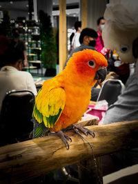 Close-up of parrot