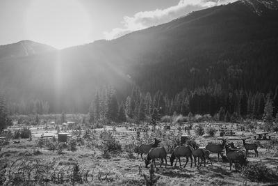 Elk standing on field against sky