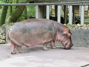 Side view of a horse