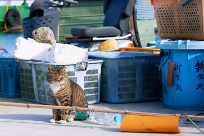 Cat sitting in front of containers at a port