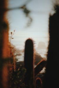 Close-up of cactus growing against sky during sunset