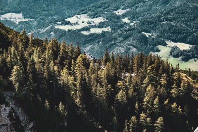 Scenic view of pine trees in forest