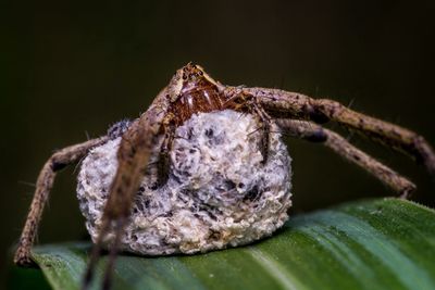 Close-up of insect on plant over black background