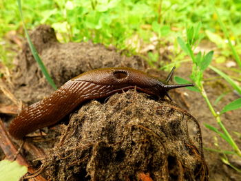 Close-up of lizard on white surface