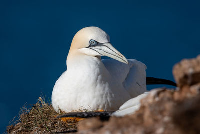 Close-up of bird perching on nest against blue sky