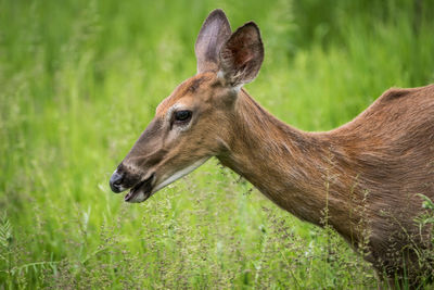 Close-up of deer on grass