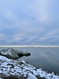 Birds flying over sea against sky
