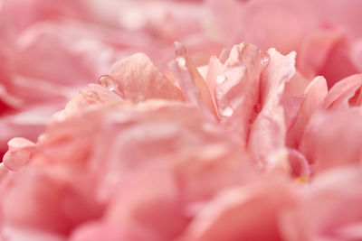 Close-up of pink rose