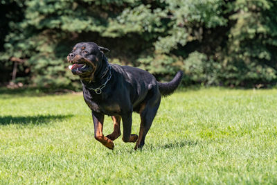 Black dog running on field