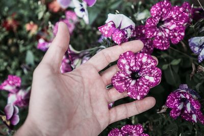 Close-up of hand holding pink flowering plant