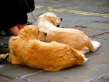 Side view of a dog sleeping on footpath