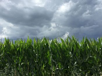 Crops growing on field against sky